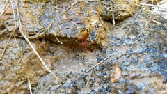 Polistes kaibabensis