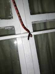 Geophis semidoliatus