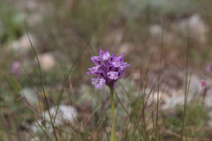Neotinea tridentata commutata