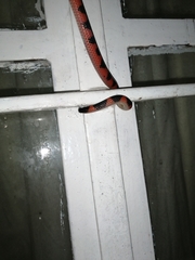 Geophis semidoliatus