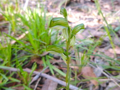 Pterostylis melagramma