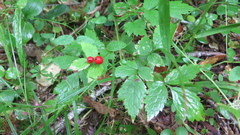 Actaea rubra rubra