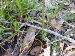 Pterostylis melagramma