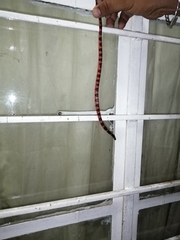 Geophis semidoliatus