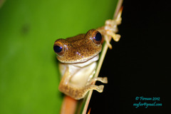 Rhacophorus margaritifer