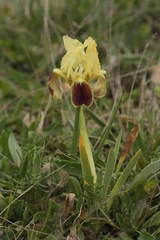 Iris pseudopumila