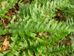 Polypodium interjectum