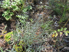 Leontopodium leontopodioides