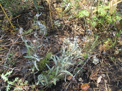 Leontopodium leontopodioides