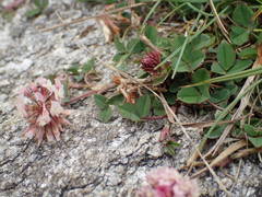Trifolium occidentale