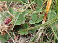 Trifolium occidentale