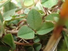 Trifolium occidentale