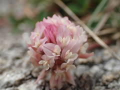 Trifolium occidentale