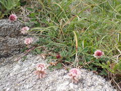 Trifolium occidentale