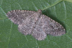 Cataclysme subtilisparsata