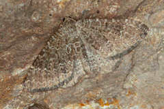 Cataclysme subtilisparsata