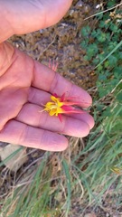 Aquilegia desertorum