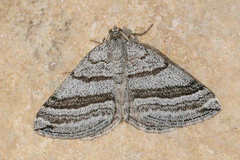 Scotopteryx coarctaria