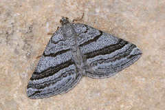 Scotopteryx coarctaria