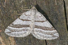 Scotopteryx coarctaria