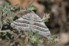 Scotopteryx coarctaria