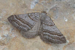 Scotopteryx coarctaria