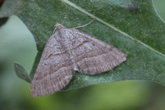 Scotopteryx coarctaria