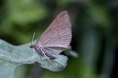 Scotopteryx coarctaria