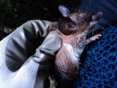 Congo Forest Rat photo 2