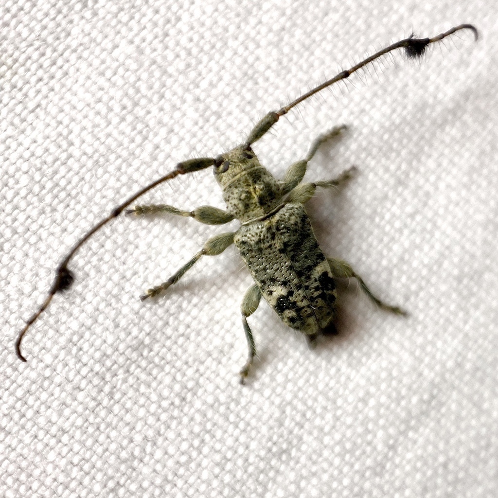 Pentacosmia