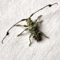 Pentacosmia cacioides