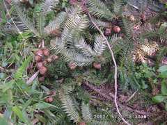 Cunninghamia lanceolata