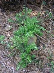 Cunninghamia lanceolata