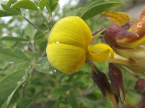 Image of Crotalaria capensis by no rights reserved