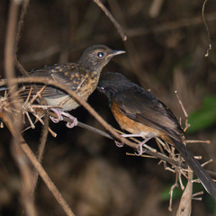 White-Rumped Shama photo 6