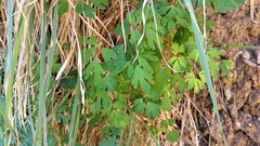 Aquilegia desertorum