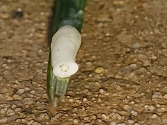 Cestoda