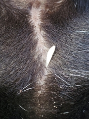 Cestoda