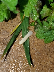 Cestoda