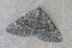 Scotopteryx