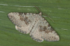 Scotopteryx