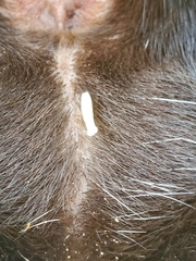 Cestoda
