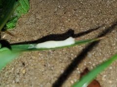 Cestoda