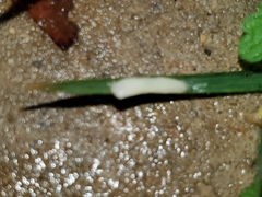 Cestoda