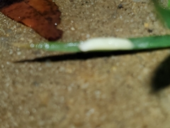 Cestoda