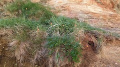 Aquilegia desertorum