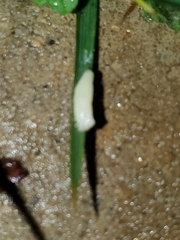 Cestoda