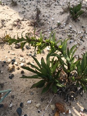Solidago gillmanii