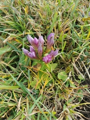 Gentianella aspera
