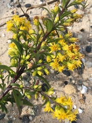 Solidago gillmanii